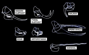 ivory-animals